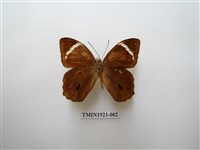 藏品(台灣黛眼蝶)的圖片